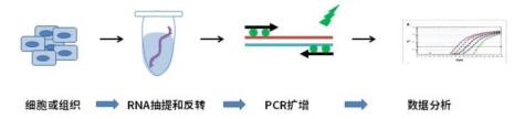 pcr技能操作考试流程