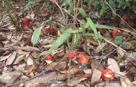 宁化红菇种植方法