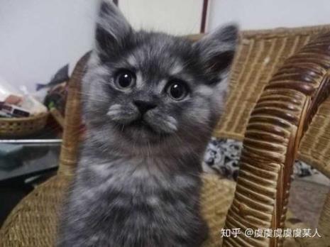 蓝猫和灰渐层配出什么