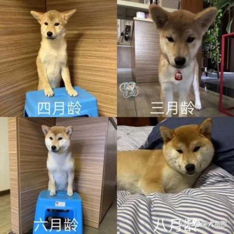 9个月柴犬还是尖脸