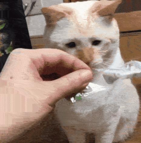 三个月的猫咪不听话怎么办