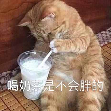 奶茶猫品种介绍