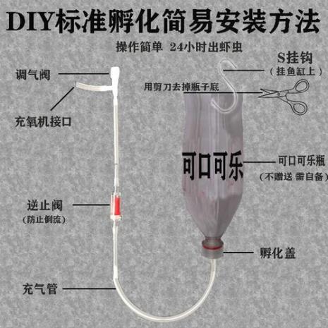 盐水虾的孵化和养殖