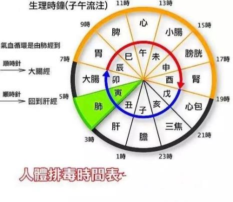 每天睡觉的排毒时间