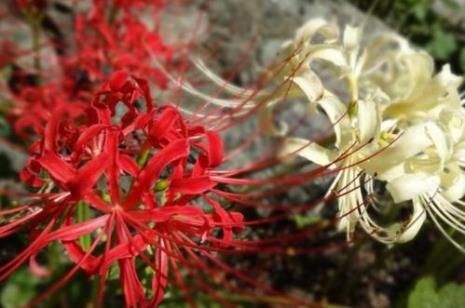 彼岸花是什么国花