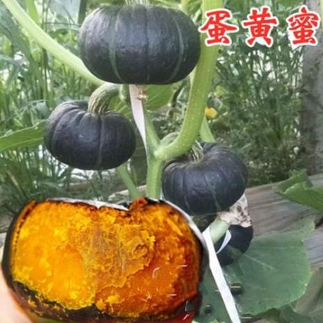 花生蜜小南瓜特点