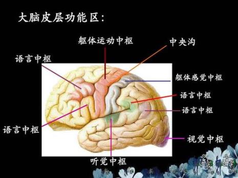 人脑四个功能区叫什么