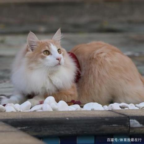 挪威森林猫吃的多吗