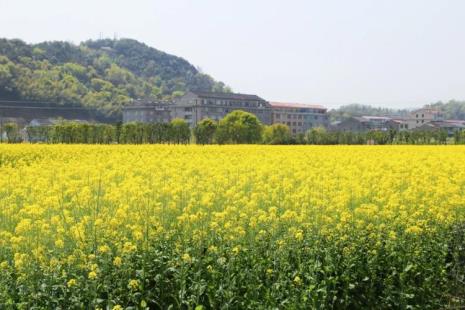 台州黄岩哪里可以观赏油菜花