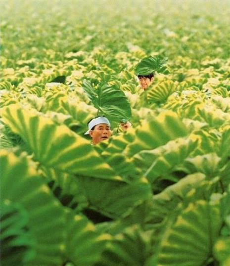 菊次郎的夏天是什么类型的电影