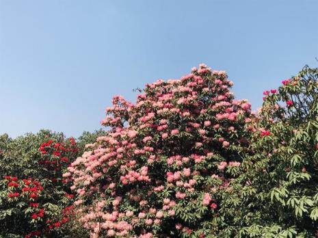 60岁百里杜鹃要门票吗