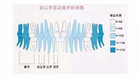 猫咪牙齿的分布排列图