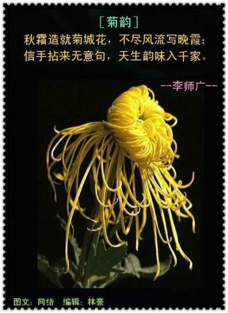 墨客赞美菊花的诗句