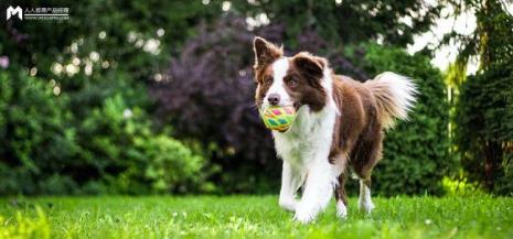 训犬师一个月收入多少钱