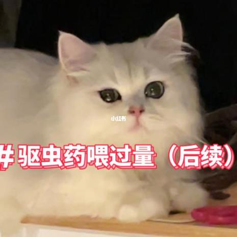 猫咪驱虫药吃多了怎么办