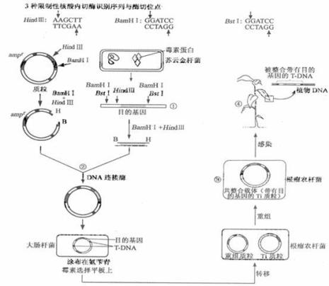 seqman连接dna是什么原理