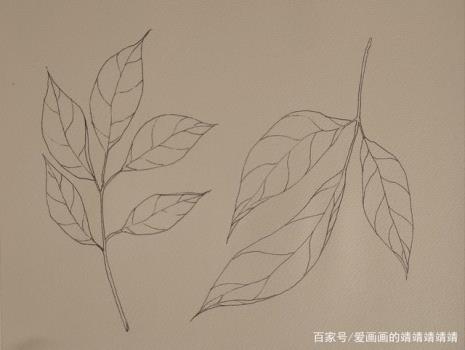 树叶素描画法