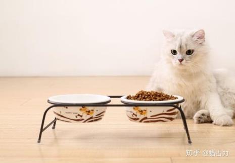 猫不吃东西怎么办