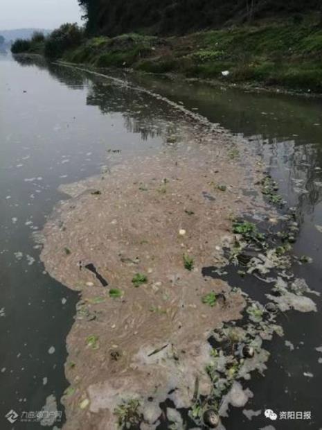 水里有白色漂浮物