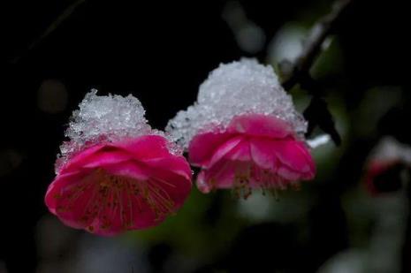 与雪中梅花相对的诗