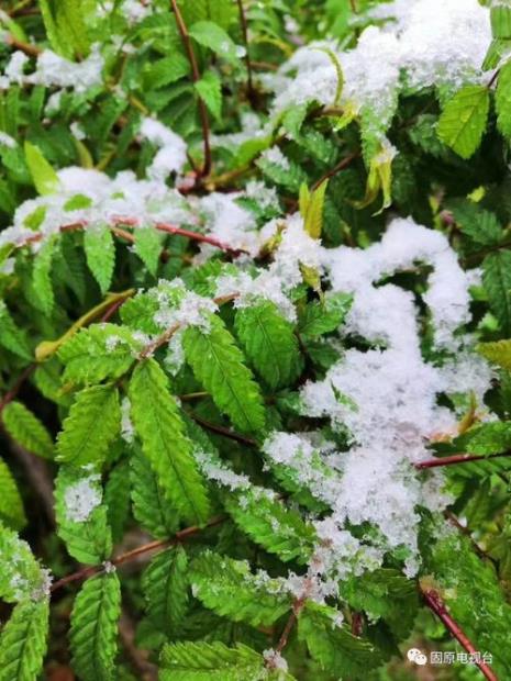 雨水后下雪有什么预示