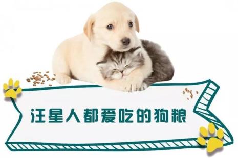 为什么狗能吃猫粮猫不能吃狗粮