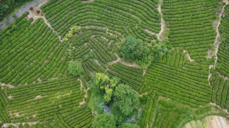 黄龙岘茶叶特征