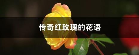 黑骑士银河红玫瑰花语