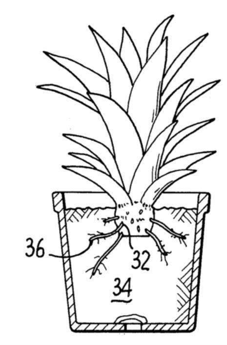 Plant简笔画