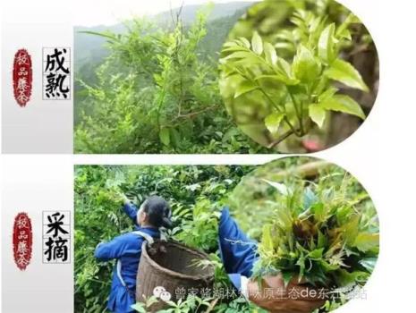 野生藤茶有没有含茶多酚