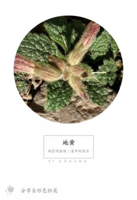 蛤蟆草开花是什么样子的