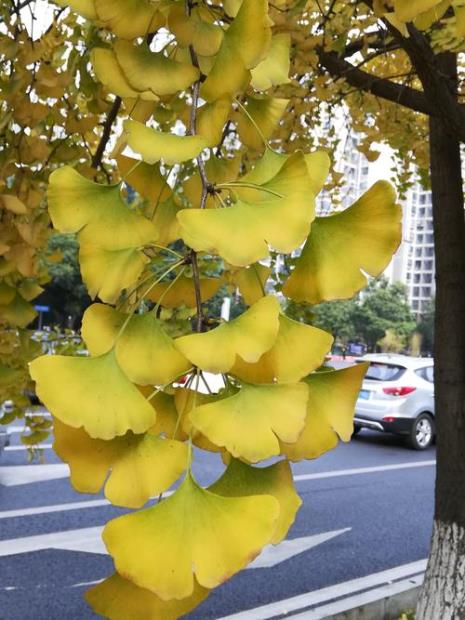 银杏是花还是树