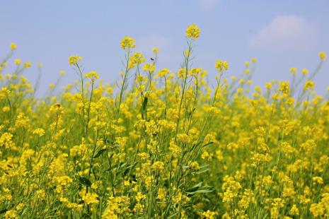 黄芥和油菜花区别