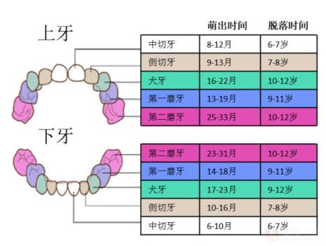 儿童乳牙换牙顺序图