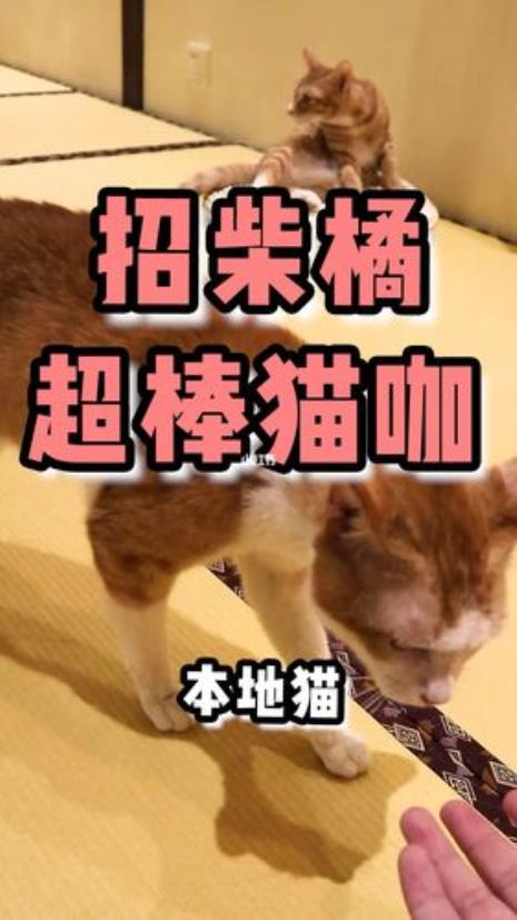 猫咖狗咖什么意思