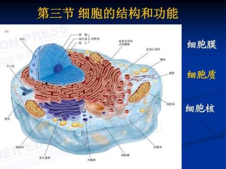 与胞质环流有关的细胞骨架