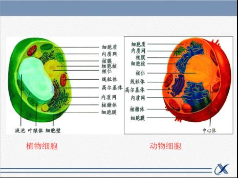 原核生物和植物细胞的差别