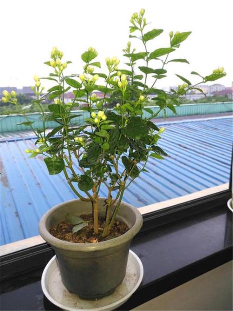 喜酸植物浇什么水