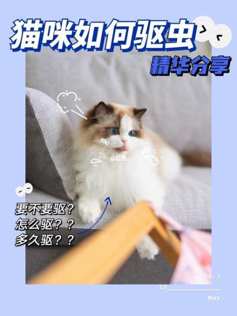 猫咪多一次驱虫