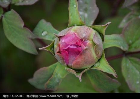 牡丹花有花苞后怎么养护