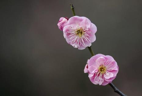 丰后梅花是好品种吗