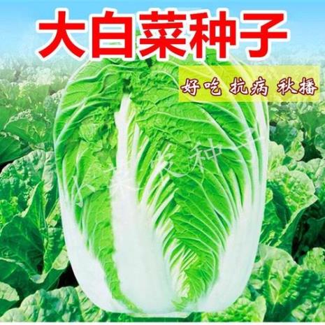 金丝脆甜白菜种植方法