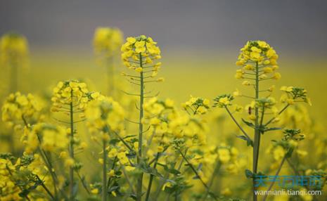 春天种油菜花什么时候开花