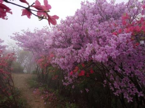 山花怒放语录