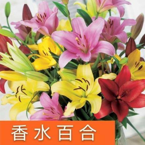 重瓣香水百合花谢后怎么处理