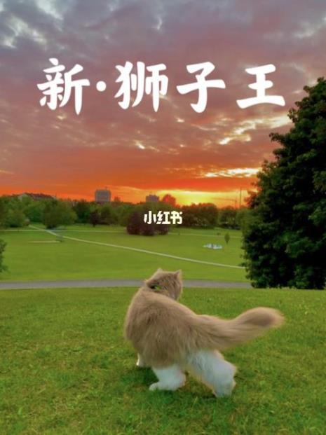 狮子王猫咪是什么品种