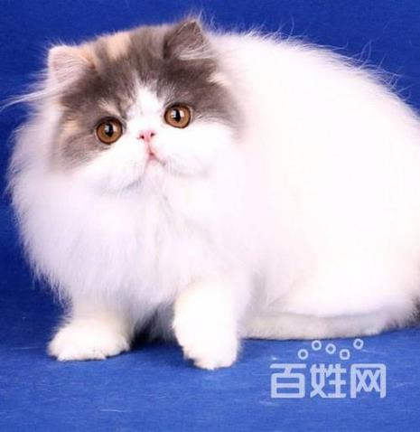 4种颜色的长毛猫是什么猫