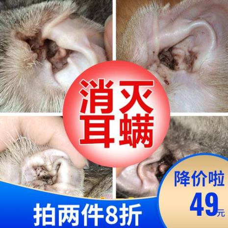 猫耳清理需要多少费用