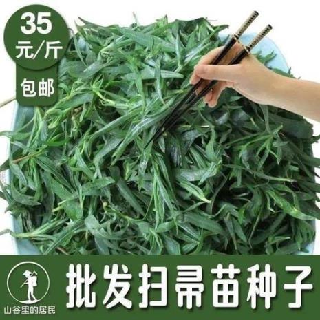 扫帚菜种子什么时候采