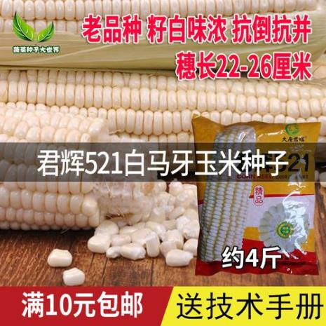 白籽玉米是啥品种